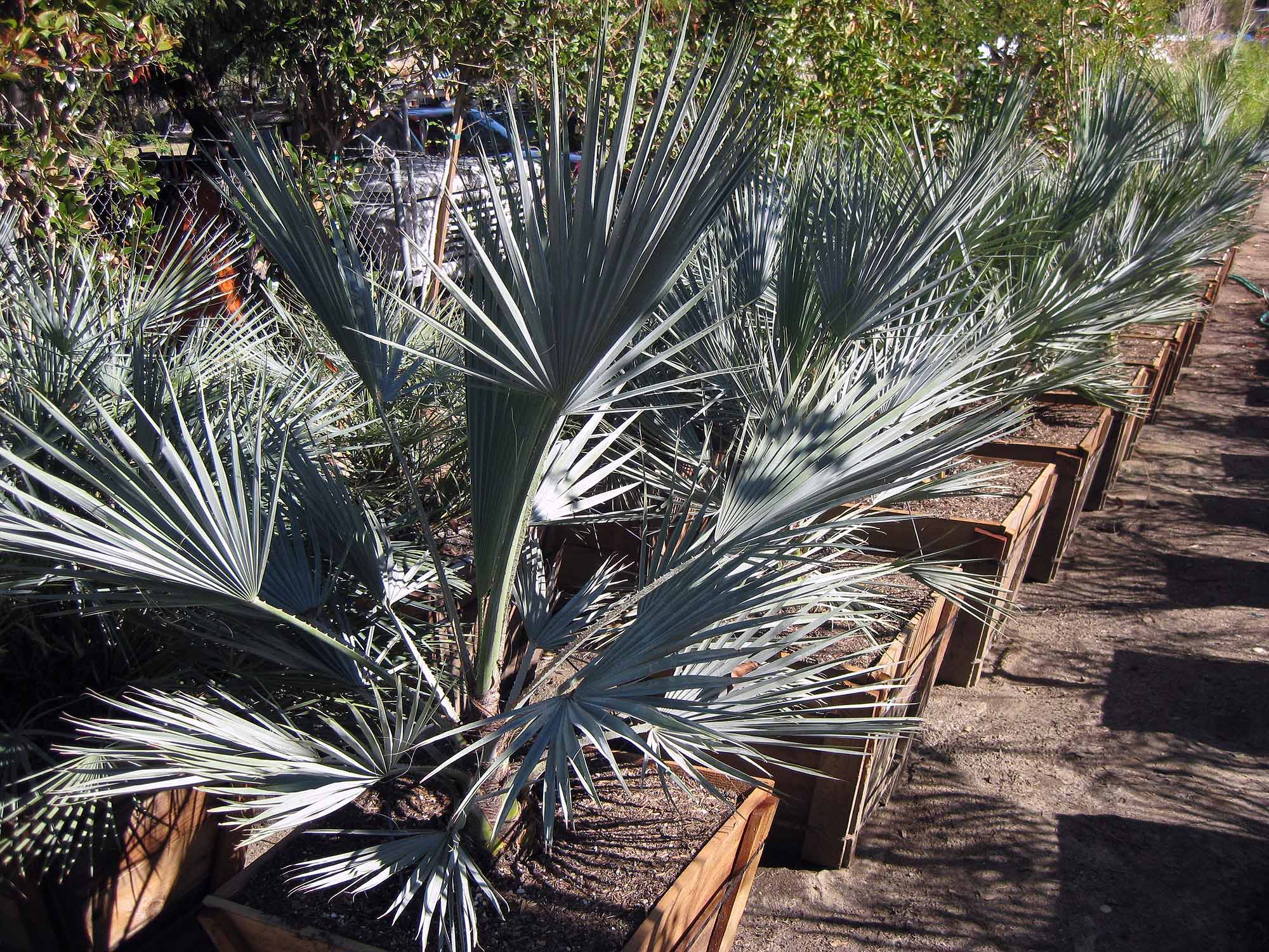 Brahea armata ( Blue palm )